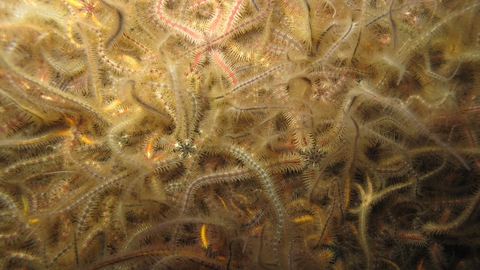 Common Brittlestars