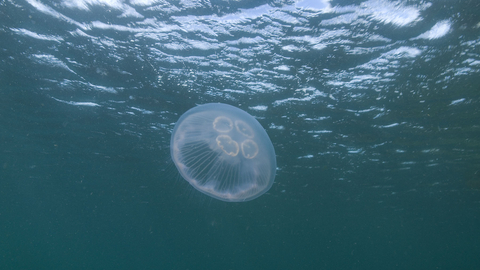 Moon Jellyfish