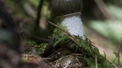 Stinkhorn fungus