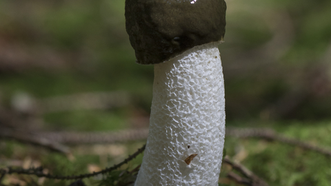 Stinkhorn fungus