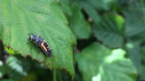 Harlequin ladybird larva