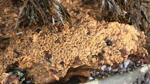 Honeycomb worm