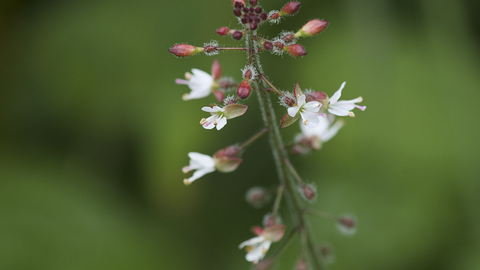 Enchanter's nightshade