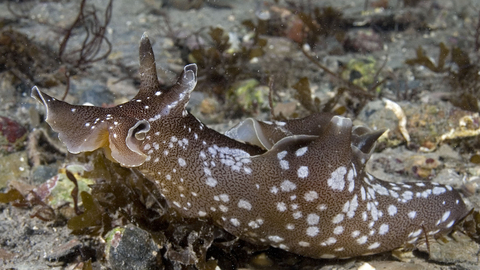 Sea hare