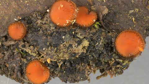 Common eyelash fungus