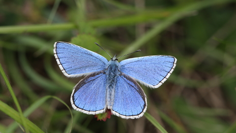 Adonis blue