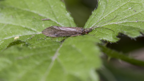 Caddisfly