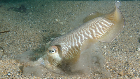 Cuttlefish digging for sand eels