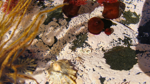 Anemones in a rockpool