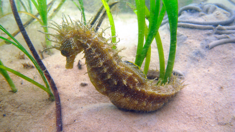 Spiny seahorse, the Wildlife Trusts