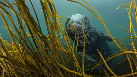 Grey seal in kelp forest