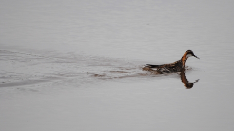 Red-necked Phalarope