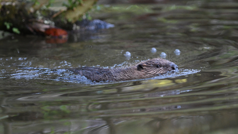 Beaver swimming