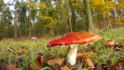 Fly agaric