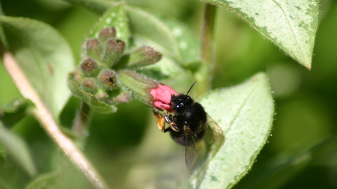 Hairy-footed flower bee (female)