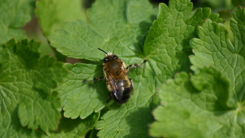 Hairy-footed flower bee (male)