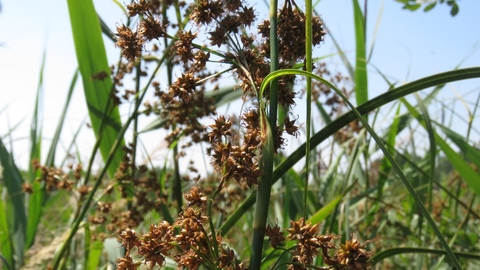 Great fen sedge