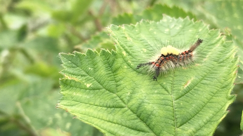 Vapourer moth caterpillar