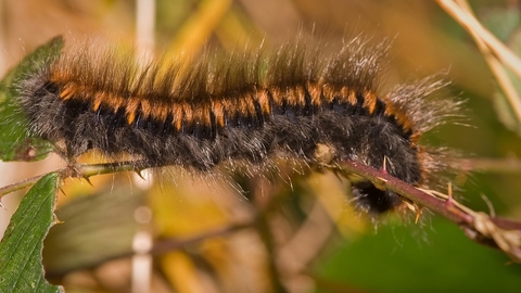 Fox moth caterpillar