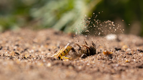 Bee wolf excavating her burrow