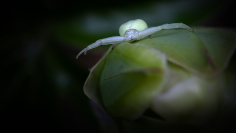 crab spider