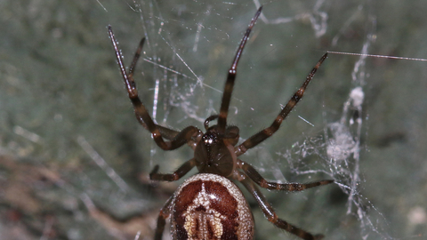 Noble false widow spider