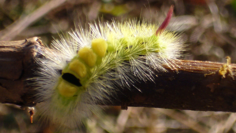 Pale tussock moth caterpillar