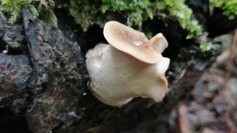 Dryad's Saddle