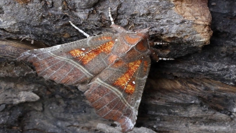 Herald moth