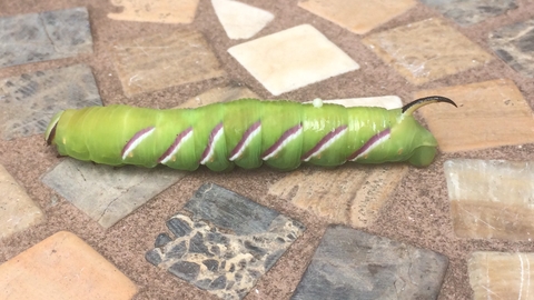 Privet hawk-moth caterpillar