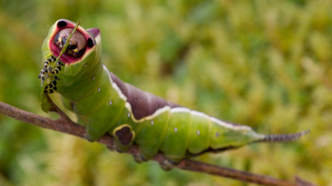 Puss moth caterpillar