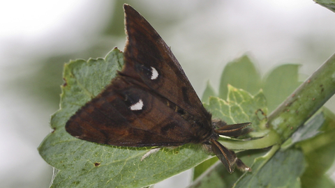 Male vapourer moth