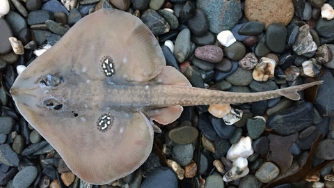 cuckoo ray