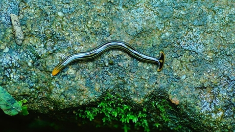 Broadhead planaria