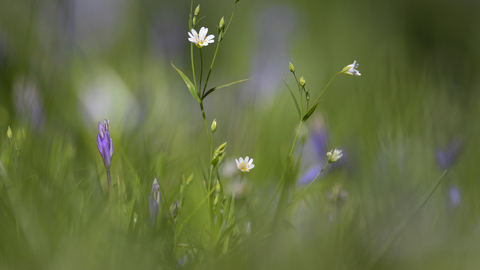 Stitchwort