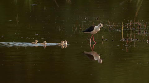 A black-winged stilt wading through a pool on its long, pink legs, with four small chicks swimming along behind it