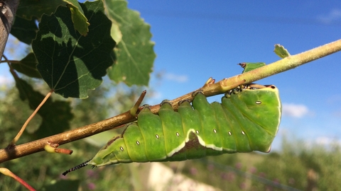 A fat, green puss moth caterpillar clings to a thin branch