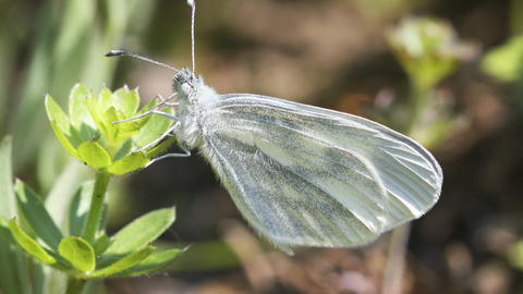 A wood white butterfly resting on a plant, with its distinctive oval wings closed