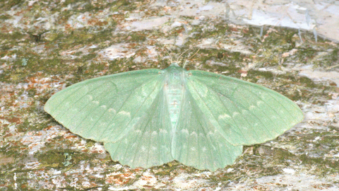 A large emerald moth resting with its wings spread