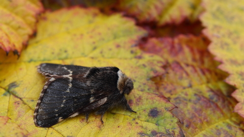 A December moth standing on a a yellow leaf. It's a fluffy moth with wavy cream lines across its charcoal wings