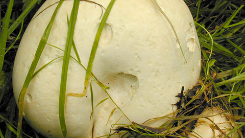 A giant puffball growing in a patch of grass. It's a football-shaped fungus with pockmarked, off-white skin