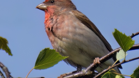 A male common rosefinch perched on a thin tree branch. It's a chunky bird with a red wash to the face and breast