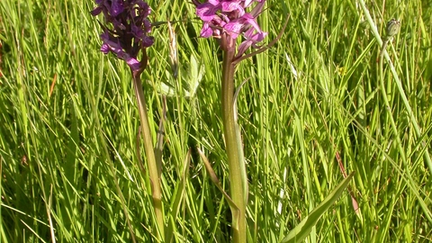 Southern Marsh Orchid 