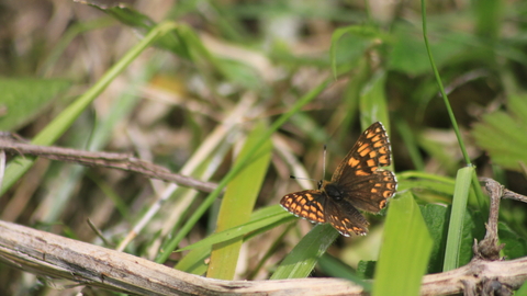 A Duke of Burgundy butterfly resting on a leaf, its wings spread showing a mosaic of orange and brown