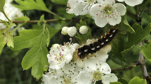 A fully-grown brown-tail moth caterpillar, covered in long, brown irritating hairs