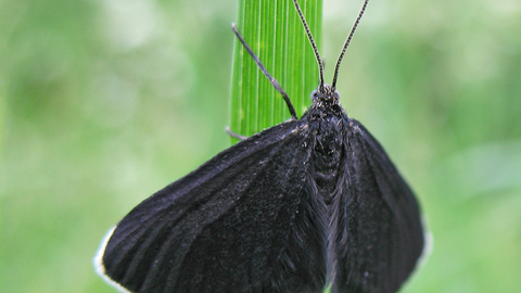 Chimney sweeper moth