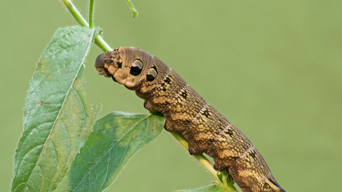 Elephant hawkmoth