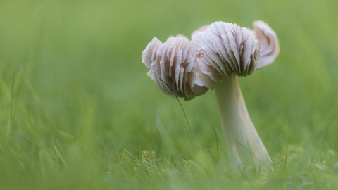 Pink waxcap