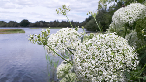 Greater water parsnip