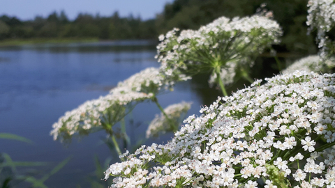 Greater water parsnip